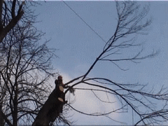 orezávanie stromov 02.gif