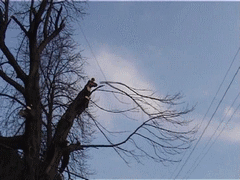 orezávanie stromov 03.gif