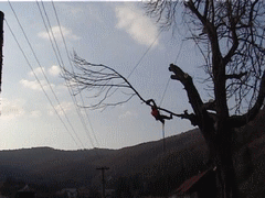 orezávanie stromov 04.gif