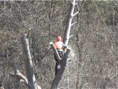 orezávanie stromov 05.gif