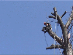 orezávanie stromov - foto.gif